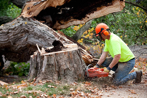 Trusted Tullytown, PA Tree Services Experts